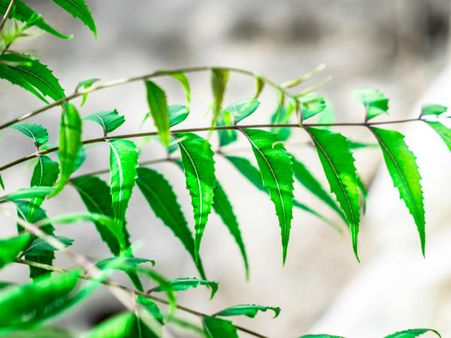 ২. নিম পাতা: