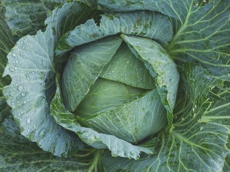 ৪. বাঁধাকোপি: