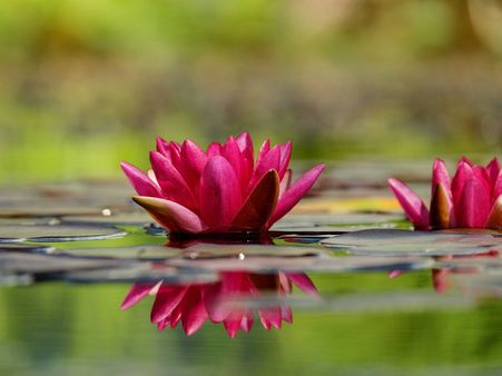 ৫. লাল ফুল: