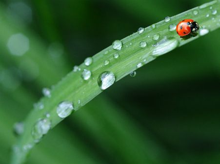 ৬. লেমনগ্রাসের যাদু: