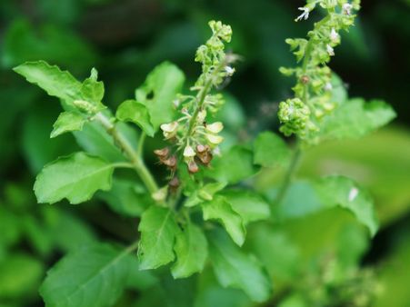 ৬. তুলসি পাতা ছেঁড়া নৈব নৈব চ: