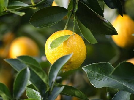 ৪. অ্যালো ভেরা এবং লেবু: