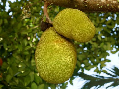 ৩. সংক্রমণে আক্রান্ত হওয়ার আশঙ্কা কমে: