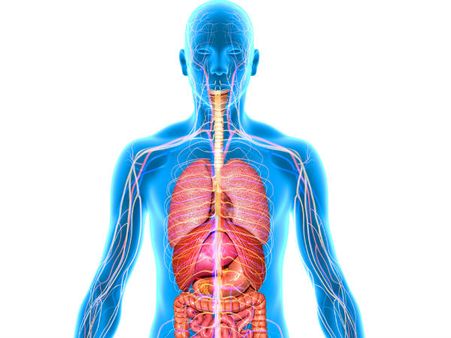 ৬. শরীরের অন্দরে প্রদাহ কমায়: