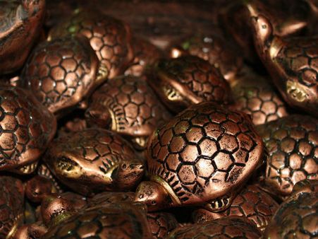 কিন্তু কচ্ছিপ কেন: