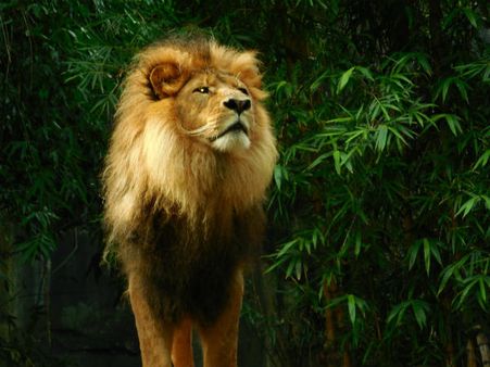 ৬. সিংহরাশি: