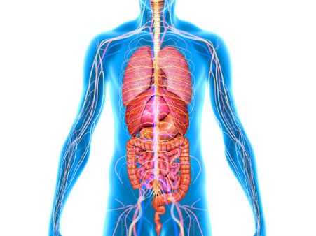 ৫. লিভার ফাংশনের উন্নতি ঘটে: