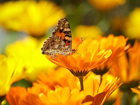 ১. যাদের জন্ম ১,১০,১৯ এবং ২৮ তারিখ: