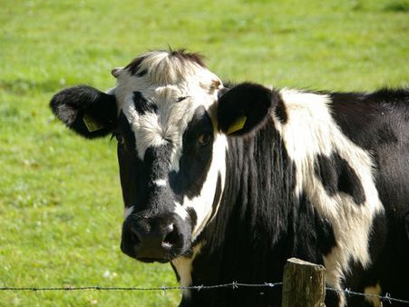 ৩. গরুকে খাবার খাওয়াতে হবে: