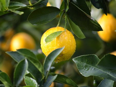 ৪. রোগ-ব্যাধির প্রকোপ কমে: