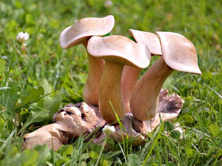 ৮.ব্লাড প্রেসার বেড়ে যাওয়ার আশঙ্কা কমে: