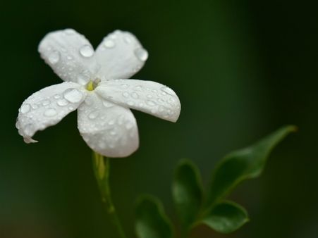 ২. কুন্দ ফুল: