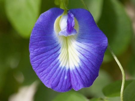 ৩. অপরাজিতা ফুল: