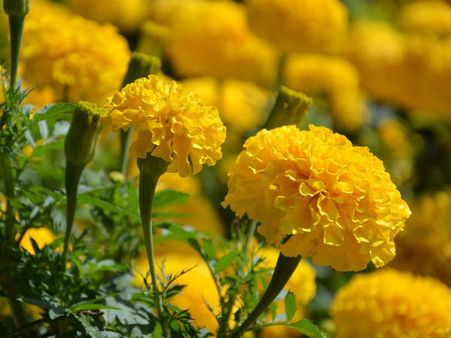 ৪. গাঁদা ফুল: