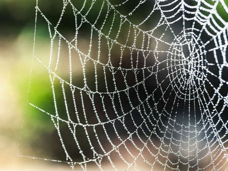 ৪. মকাড়সার জাল: