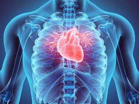 ৮. হার্টের কর্মক্ষমতা বাড়তে শুরু করে: