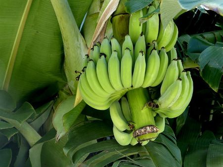 ২. রেসিস্টেন্স স্টার্চের ঘাটতি মেটে: