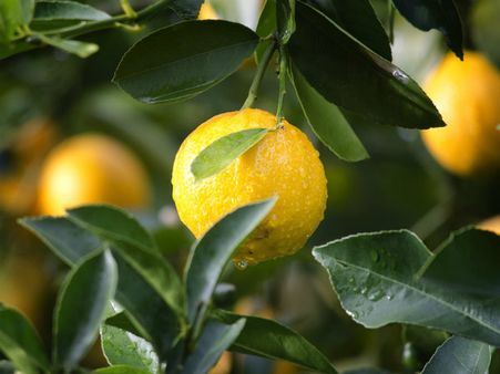 ৩. কর্মজীবনে চরম সফলার স্বাদ মেলে: