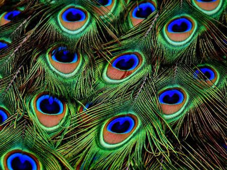 ৪. ময়ূরের পালক: