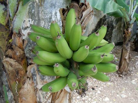 ৫. শরীরে খারাপ কোলেস্টেরলের মাত্রা কমায়: