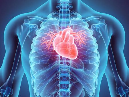 ৫. হার্টের ক্ষমতা বাড়ে: