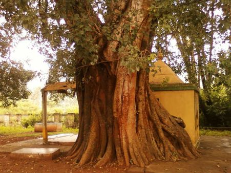 ৭. রোগ-ব্যাধি দূরে পালায়: