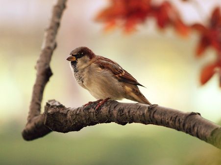 ৯. পাখির জন্য জল এবং খাবার রাখুন: