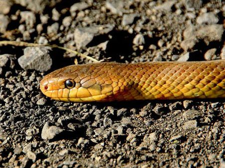 ৮. সাপের বিষের তেজ কমায়: