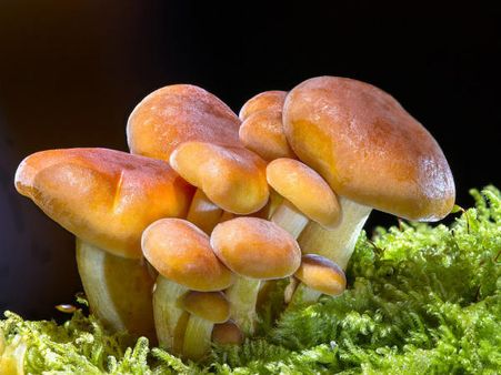 ২. ত্বক এবং চুলের সৌন্দর্য বৃদ্ধি পায়: