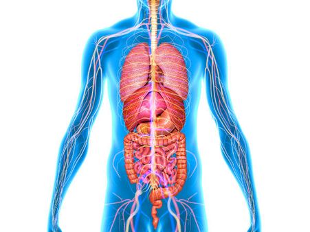 ৯. লিভার চাঙ্গা হয়ে ওঠে: