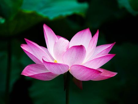 ১. পদ্ম ফুল: