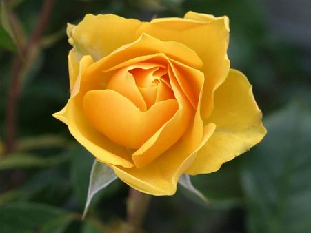 ৫. হলুদ গোলাপ: