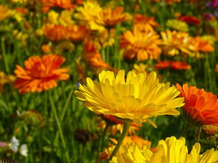 ৬. গাঁদা ফুল: