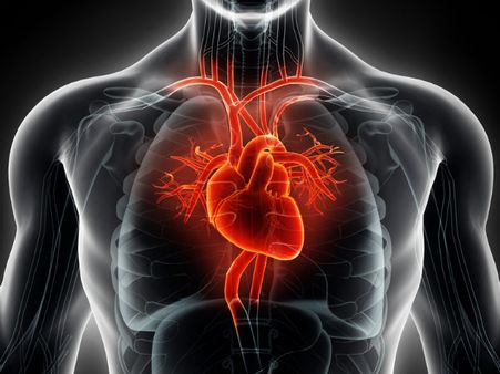 ১১. হার্টের ক্ষমতা বাড়ে: