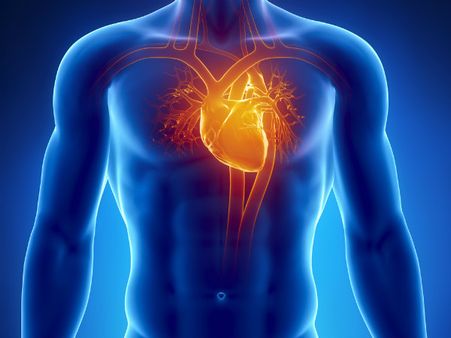 ১৪. হার্ট চাঙ্গা হয়ে ওঠে: