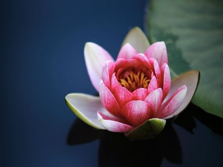 ২. পদ্ম বীজ: