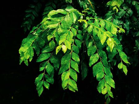 ৩. লিভার চাঙ্গা হয়ে ওঠে: