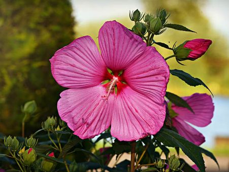 ১. জবা ফুল: