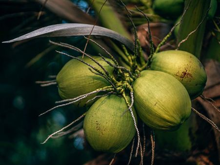 ৬. ডাবের জল: