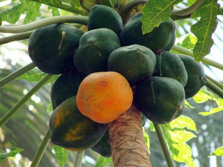 ৬. সিরোসিস অব লিভারের মতো রোগের প্রকোপ কমবে: