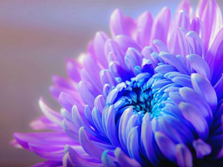 ২. চন্দ্রমল্লিকা: 