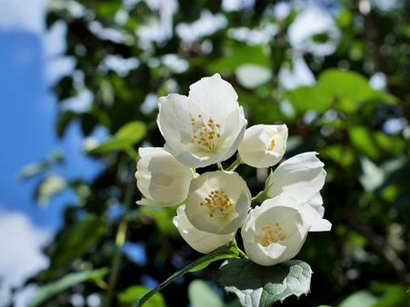 ৪. জুঁই ফুল: