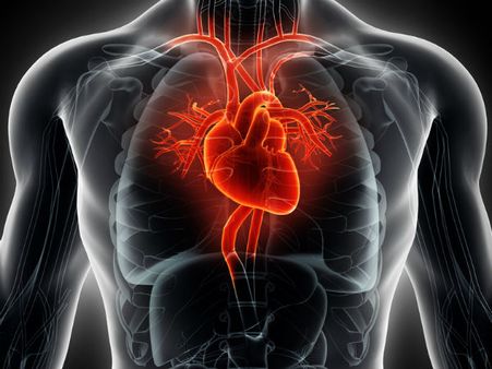 ১০. হার্টের ক্ষমতা বৃদ্ধি পায়: