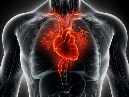 ৪. হার্টের ক্ষমতা বৃদ্ধি পায়: