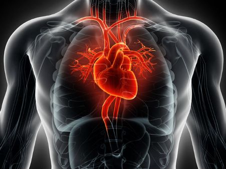 ৫. হার্টের ক্ষমতা বৃদ্ধি পায়: