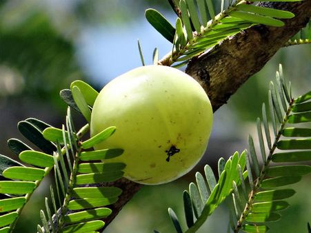 ৫.ত্বকের সৌন্দর্য বৃদ্ধি পায়: