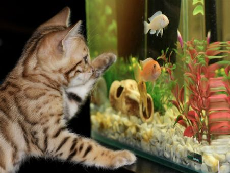 ৫.অ্যাকুরিয়াম: