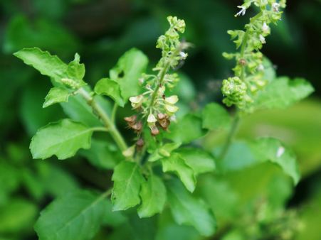 ৫. তুলসি গাছে জল প্রদান: