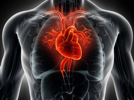 ৬. হার্টের ক্ষতি হওয়ার আশঙ্কা কমে: