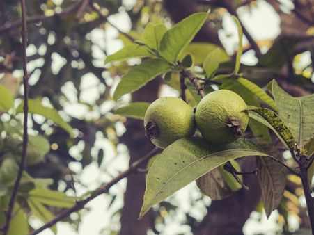 ৭. স্কিন টোনার হিসেবে দারুন কাজে আসে: